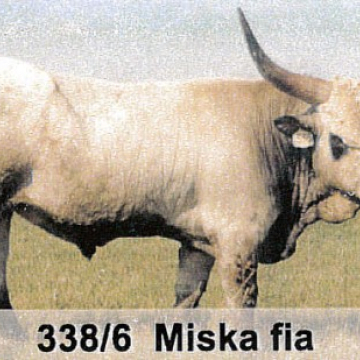 MURA