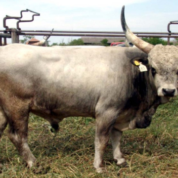 LÉTA