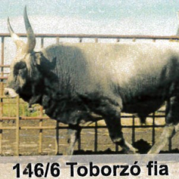 TEGEZ