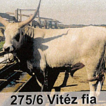 VIDÁM