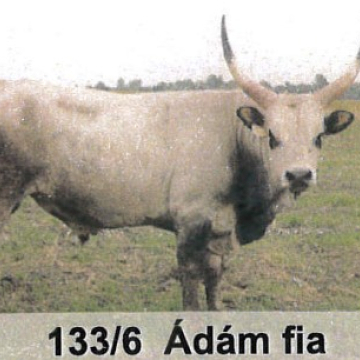 ADONY