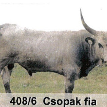 CSANÁD