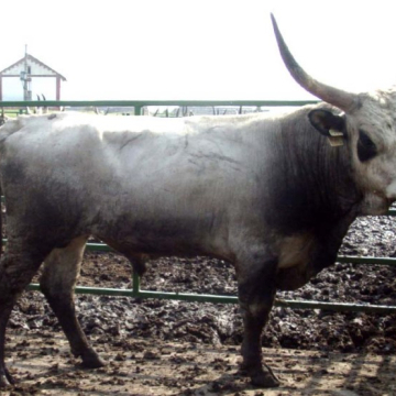CSETÉNY
