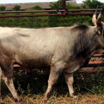 TÁZLÁR
