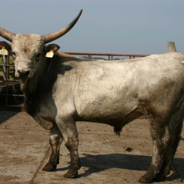 CSIGA