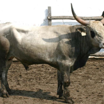 KIRÁLY
