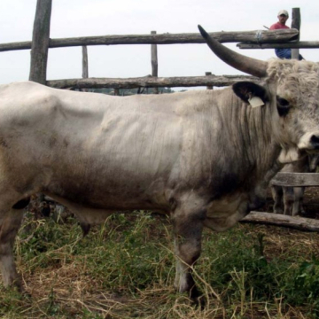 SURÁNY