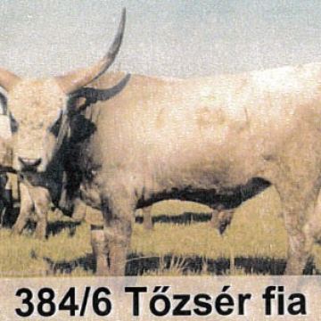 TORMÁS