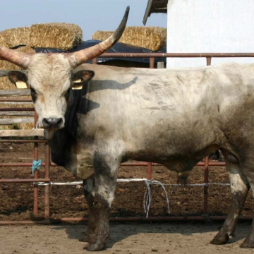 VÉTÓ