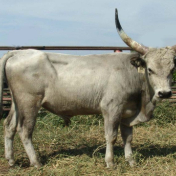 CSÍKOS