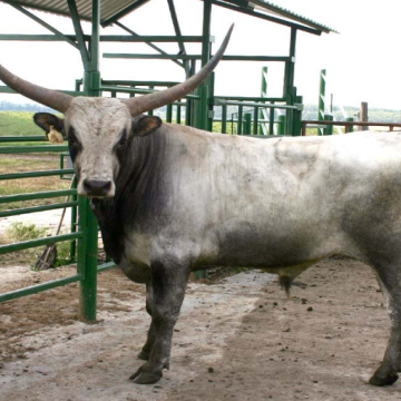 CSÁKVÁR