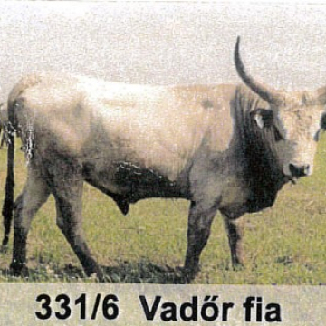 VANDÁL
