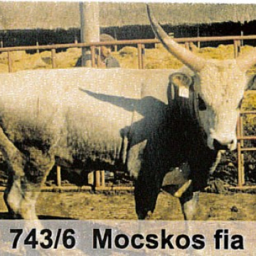 MOCSÁR