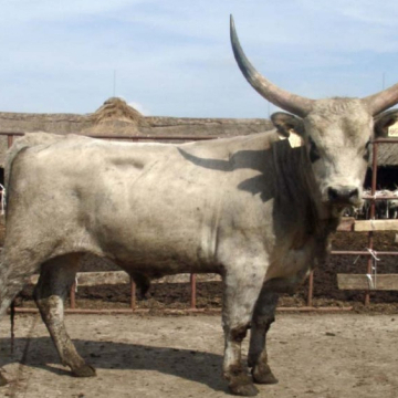 TIVADAR