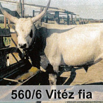 VÍVÓ II.
