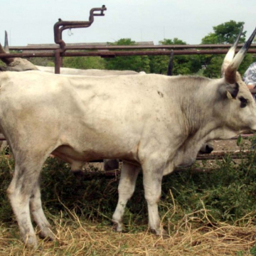 TÁSKA