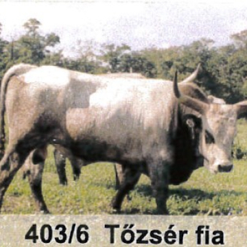 TÉTÉNY