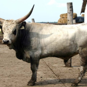ÁRPA