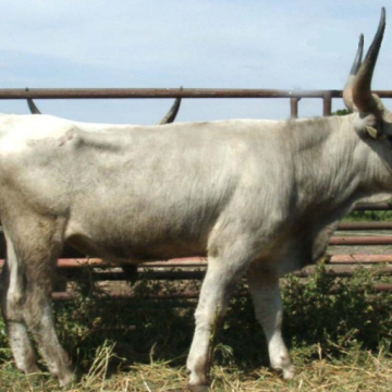 CSELLENGŐ