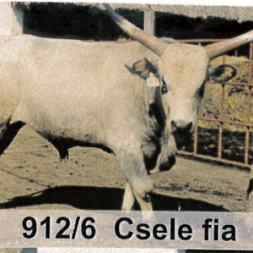 CSENGŐD