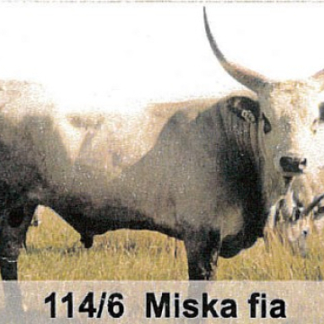 MAKRA