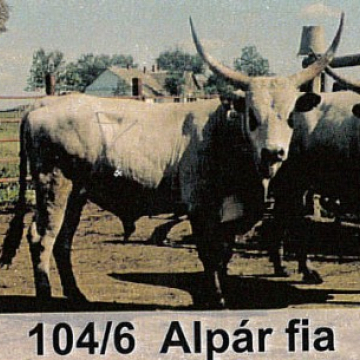 ÁLNOK