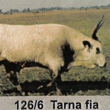 TÖRPE