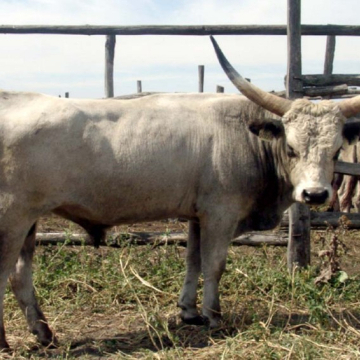 VIGYÁZÓ