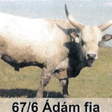 ARAD