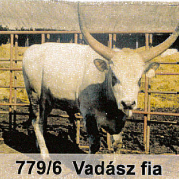 VAJDA