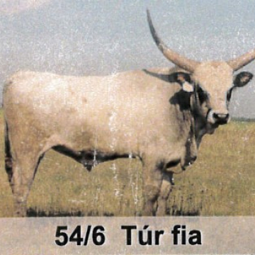 TUBÁK