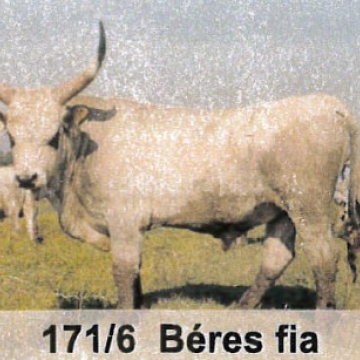 BUZGÓ