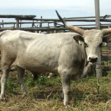 CSÓNAK