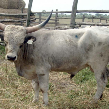 LEPSÉNY