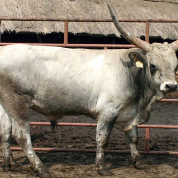 VEKTOR