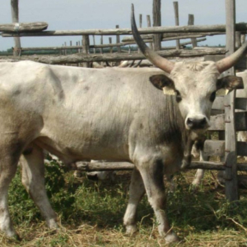 CSONGRÁD