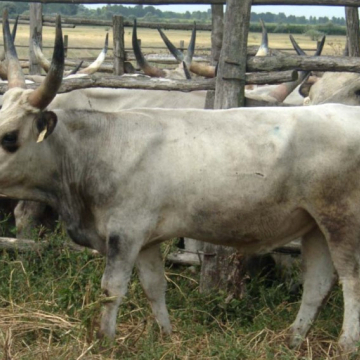 BASKÓ