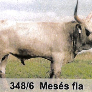 MÁRKUS