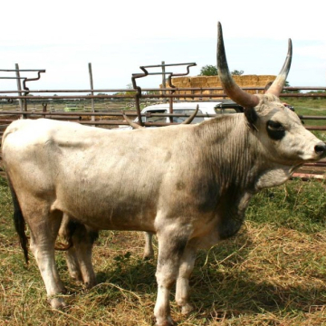 CSÁKÁNY