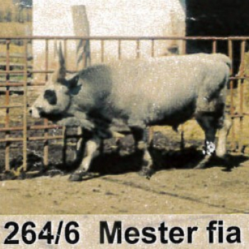 MECSEK