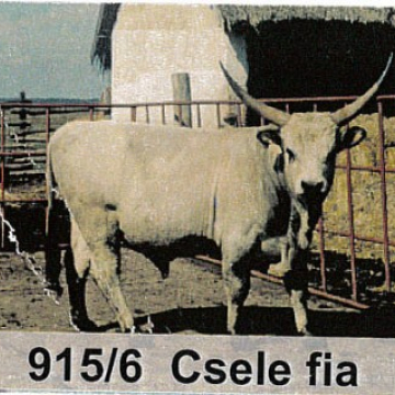 CSANA