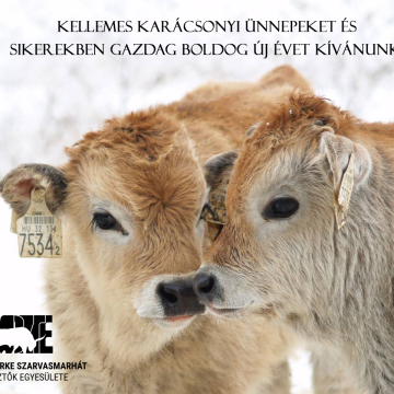 Kellemes ünnepeket kívánunk!