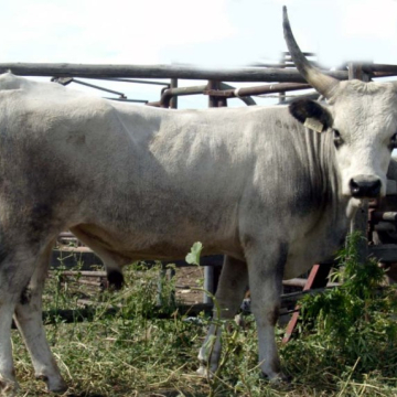 ÁROK