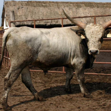 TÜSKÉS